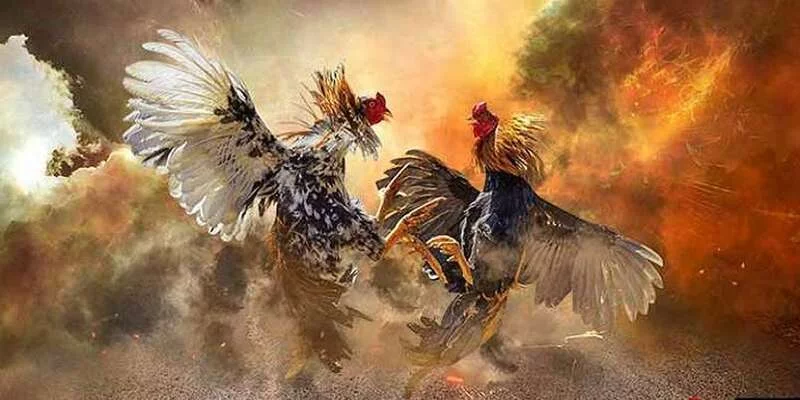 Đá gà online đặc sắc tại nhà cái HUBET Đá gà online đặc sắc tại nhà cái HUBET