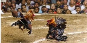 Đá Gà Trực Tiếp - Tìm Hiểu Về Bộ Môn Đầy Kịch Tính
