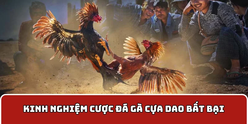 Kinh nghiệm cược đá gà cựa dao bất bại
