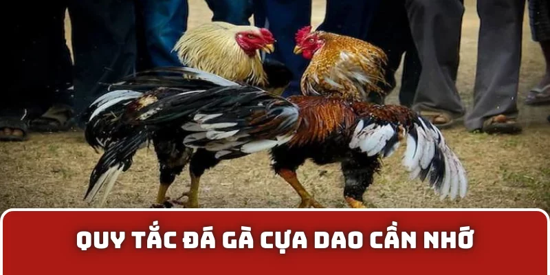 Quy tắc đá gà cựa dao cần nhớ