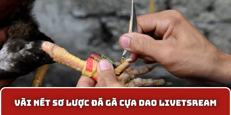 Vài nét sơ lược đá gà cựa dao livetsream